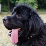 ニッケルのプレート付き革製デコカラー（中・大型犬用）