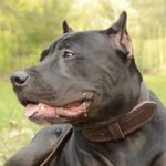 ピットブルの訓練用の2枚革の首輪