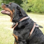 「焚火」装飾された革製犬用ハーネス