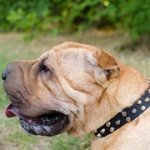 3連コニカル・スタッズ付きシャー・ペイ用首輪