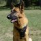 ジャーマン・シェパード・ドッグ用革の犬用ハーネス