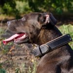 ナパレザーのパッド付きピットブル用首輪