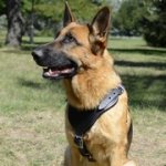 多目的な革製ジャーマン・シェパード・ドッグ用ハーネス