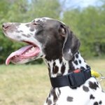 中・大型犬用ナイロン製の首輪（バックル＆ハンドル付き）