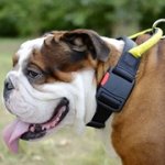 イングリッシュブルドッグ用ハンドルとバックル付きナイロンの首輪