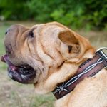 「有刺鉄線」の絵で装飾されたシャー・ペイ用本革首輪