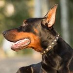 丸いスタッズ付 本革製 犬用首輪