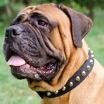 コニカルスタッズ付きナイロンの多目的な首輪