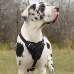 訓練向けの革のグレート・デーン用ハーネス