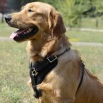 ゴールデンレトリーバー用革の犬用ハーネス
