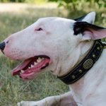 ブルテリア向けの三つ編とコンチョ付き革製首輪