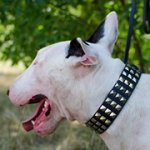 3連ピラミッドスタッズ付きブルテリア用レザーの犬用首輪
