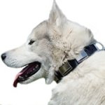 ニッケルのプレート付き犬用首輪【本革製】