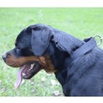 中・大型犬用二枚のナイロン製首輪（カラー）