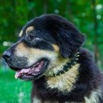 犬用首輪　二列のニッケルメッキスパイク付き