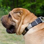 シャー・ペイ用幅広いプレート付き革の首輪