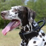 持ち手付 本革製の首輪（中・大型犬用）