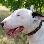 ブルテリア用ゴールデン色ユニークなスタッズ付き本革首輪