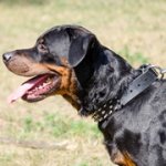 三列のスパイク付き中・大型犬の革製デコカラー