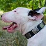 幅広いプレート付き革のブルテリア用首輪