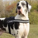 グレート・デーン用反射のナイロン製犬用ハーネス　