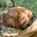 幅広いプレート付きナイロンの首輪（中～超大型犬）