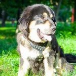 犬用ハーネス（革製・スパイク付き）