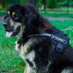 大型犬用のナイロンハーネス（反射ストラップ付き）