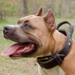 ハンドル付き首輪 アムスタッフ用