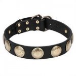 中・大型犬用のブラスのスタッズ付レザーカラー