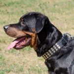 3列ピラミッドスタッズ付き犬用首輪