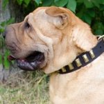 黄銅のプレート付き革製犬用首輪