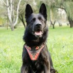 「炎」柄付き本革製デコ・ハーネス