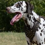 スタッズで装飾されたレザーのハーネス（中・大型犬用）