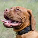 ドット・プレート付き革製犬用デコ・カラー