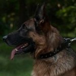 GSD用革製首輪　スパイク付き