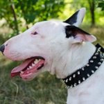 2連のスパイク付きナイロンのブルテリア用首輪