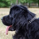 中・大・超大型犬用3連コニカル・スタッズ付き本革製首輪