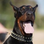 犬用首輪　二列の真鍮スパイク付き