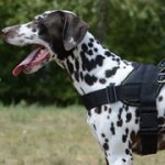 多目的なナイロンのハーネス（小～超大型犬用）