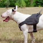 多機能のナイロン製ブルテリア用ハーネス