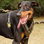 ドーベルマン用スタッズ付き革のハーネス