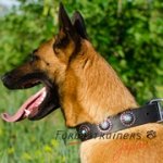 ベルジアン・マリノア用コンチョ付きのファンシーな革製首輪