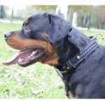 中・大型犬用2枚の革製デコ・カラー