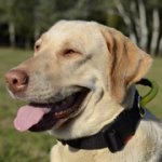 大型犬訓練用ハンドルとバックル付きナイロンの首輪