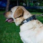 スパイク＆プレート付 天然皮革製　犬用首輪