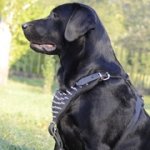 スパイク付き革の製中・大型犬用ハーネス