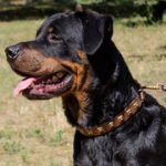 スタッズ付き本革製犬用首輪（デコカラー）