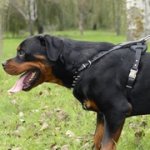 中・大型犬用スパイク付きレザーのハーネス