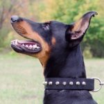 コニカルスタッズ付きナイロンの首輪